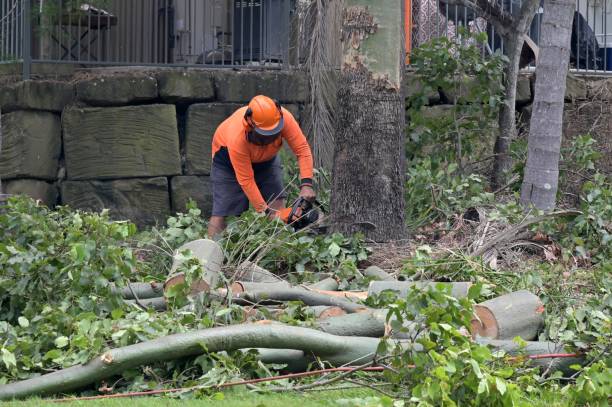 Best Tree Root Removal  in Folsom, CA